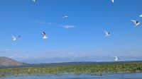 Bootsfahrt auf dem Skutarisee 