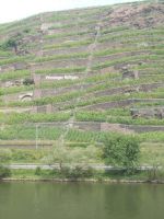 DSCN9443.JPG  Mosel - Steillagen &ndash; &copy; Kerstin Veit (Eberhardt TRAVEL)