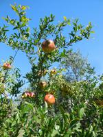 Ein Grantaapfelbaum &ndash; &copy; Bianka Kirsche (Eberhardt TRAVEL)