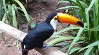 Bild 19 Vogelpark Parque das Aves &ndash; &copy; Ute Hofmann (Eberhardt TRAVEL)