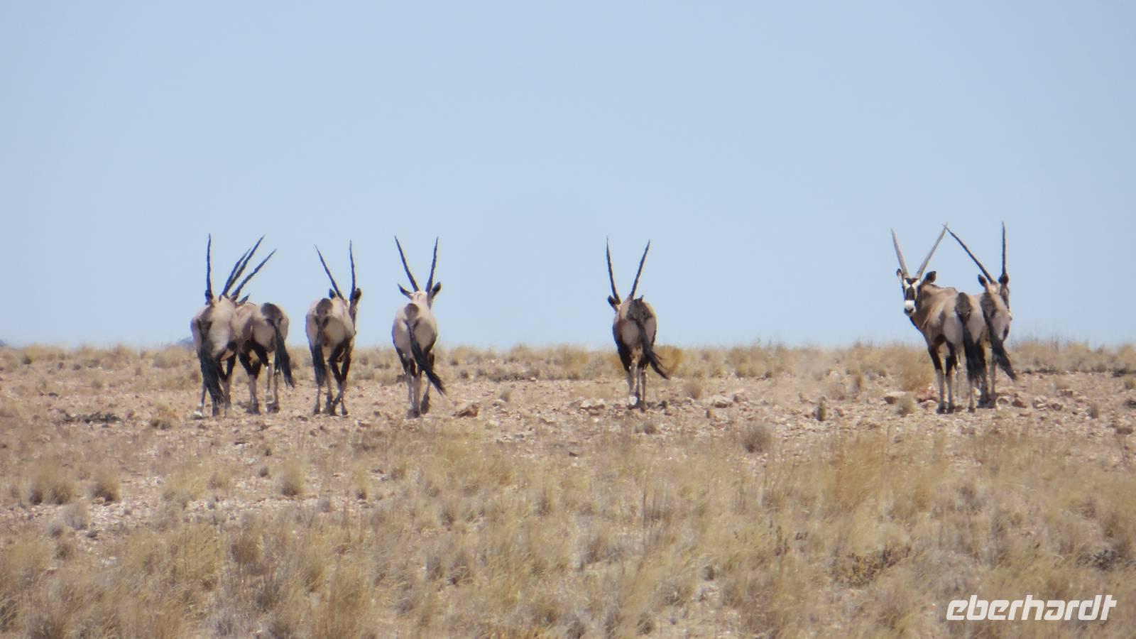 0569 Fahrt nach Swakopmund -Oryx &ndash; &copy; Annette Weise (Eberhardt TRAVEL)