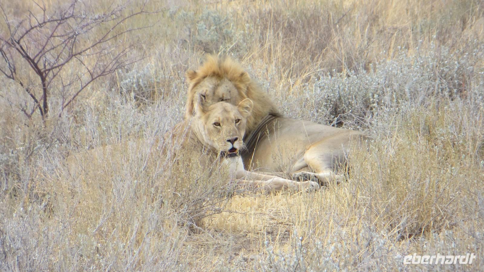 1172 Etoscha-NP - Löwenpaar &ndash; &copy; Annette Weise (Eberhardt TRAVEL)