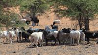 0020 Schafe in der Kalahri &ndash; &copy; Annette Weise (Eberhardt TRAVEL)