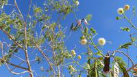 0068 Kethmanshop - Blüten &ndash; &copy; Annette Weise (Eberhardt TRAVEL)