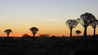 0101 Köcherbaumwald - Sonnenuntergang &ndash; &copy; Annette Weise (Eberhardt TRAVEL)