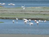 0305 Lüderitzbucht - Flamingos &ndash; &copy; Annette Weise (Eberhardt TRAVEL)