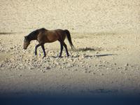0364 Rückfahrt nach Aus - Garub Wildpferde &ndash; &copy; Annette Weise (Eberhardt TRAVEL)