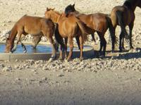 0371 Rückfahrt nach Aus - Garub Wildpferde &ndash; &copy; Annette Weise (Eberhardt TRAVEL)
