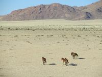 0374 Rückfahrt nach Aus - Garub Wildpferde &ndash; &copy; Annette Weise (Eberhardt TRAVEL)