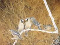 0407 Fahrt Richtung Naukluft-NP- Siedlerwebervogel &ndash; &copy; Annette Weise (Eberhardt TRAVEL)