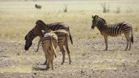 0425 Fahrt Richtung Naukluft-NP- Zebras &ndash; &copy; Annette Weise (Eberhardt TRAVEL)