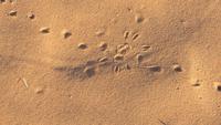 0478 Ausflug nach Sossovlei -Spuren im Sand &ndash; &copy; Annette Weise (Eberhardt TRAVEL)