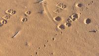 0480 Ausflug nach Sossovlei - Spuren im Sand &ndash; &copy; Annette Weise (Eberhardt TRAVEL)