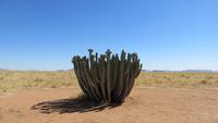 0551 Fahrt nach Swakopmund - Euphorbia Vinarosa &ndash; &copy; Annette Weise (Eberhardt TRAVEL)