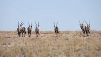 0569 Fahrt nach Swakopmund -Oryx &ndash; &copy; Annette Weise (Eberhardt TRAVEL)
