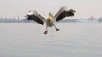 0633 Walvis Bay - Fahrt mit dem Katamaran - Pelikan &ndash; &copy; Annette Weise (Eberhardt TRAVEL)