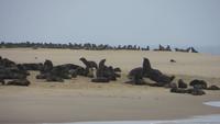 0656 Walvis Bay - Fahrt mit dem Katamaran - Landzunge -Robben &ndash; &copy; Annette Weise (Eberhardt TRAVEL)