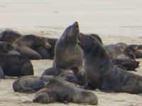 0662 Walvis Bay - Fahrt mit dem Katamaran - Landzunge -Robben &ndash; &copy; Annette Weise (Eberhardt TRAVEL)