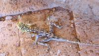 0778 Twyvelfontein - Gecko &ndash; &copy; Annette Weise (Eberhardt TRAVEL)