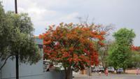 0965 Fahrt zum Etoscha-NP - Ouito - Feuerbaum &ndash; &copy; Annette Weise (Eberhardt TRAVEL)
