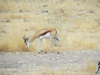 0979 Etoscha-Nationalpark - Springbock &ndash; &copy; Annette Weise (Eberhardt TRAVEL)