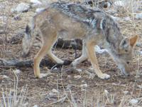 0990 Etoscha-Nationalpark - Schakal &ndash; &copy; Annette Weise (Eberhardt TRAVEL)