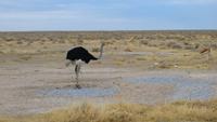 0997 Etoscha-Nationalpark - Strauß &ndash; &copy; Annette Weise (Eberhardt TRAVEL)