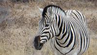1003 Etoscha-Nationalpark - Zebra &ndash; &copy; Annette Weise (Eberhardt TRAVEL)