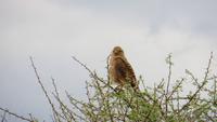 1006 Etoscha-Nationalpark - Steppenfalke &ndash; &copy; Annette Weise (Eberhardt TRAVEL)