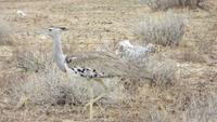 1032 Etoscha-Nationalpark - Riesentrappe &ndash; &copy; Annette Weise (Eberhardt TRAVEL)