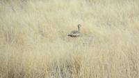 1044 Etoscha-Nationalpark - Gackeltrappe &ndash; &copy; Annette Weise (Eberhardt TRAVEL)