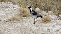 1047 Etoscha-Nationalpark - Waffenkiebitz &ndash; &copy; Annette Weise (Eberhardt TRAVEL)