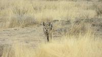 1049 Etoscha-Nationalpark - Schakal &ndash; &copy; Annette Weise (Eberhardt TRAVEL)