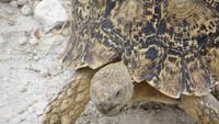 1059 Etoscha-Nationalpark -  Panther-Schildkröte &ndash; &copy; Annette Weise (Eberhardt TRAVEL)