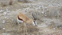 1101 Etoscha-Nationalpark - Springbock &ndash; &copy; Annette Weise (Eberhardt TRAVEL)