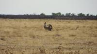 1111 Etoscha-Nationalpark - Riesentrappe &ndash; &copy; Annette Weise (Eberhardt TRAVEL)