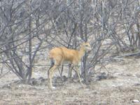 1125 Etoscha-Nationalpark - Steinbock &ndash; &copy; Annette Weise (Eberhardt TRAVEL)
