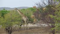 1139 Etoscha-NP - Giraffe &ndash; &copy; Annette Weise (Eberhardt TRAVEL)