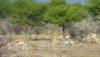 1155 Etoscha-NP - Springböcke &ndash; &copy; Annette Weise (Eberhardt TRAVEL)
