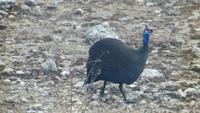1180 Etoscha-NP - Perlhuhn &ndash; &copy; Annette Weise (Eberhardt TRAVEL)