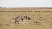 1187 Etoscha-NP-Oryx &ndash; &copy; Annette Weise (Eberhardt TRAVEL)
