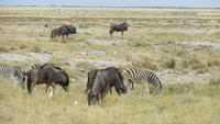 1194 Etoscha-NP-Gnus &ndash; &copy; Annette Weise (Eberhardt TRAVEL)