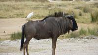 1195 Etoscha-NP-Gnumit Kuhreiher &ndash; &copy; Annette Weise (Eberhardt TRAVEL)
