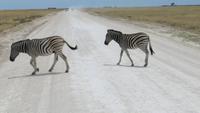 1201 Etoscha-NP-Zebras &ndash; &copy; Annette Weise (Eberhardt TRAVEL)
