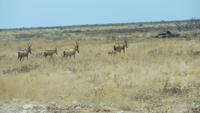 1202 Etoscha-NP-Kuhantilopen &ndash; &copy; Annette Weise (Eberhardt TRAVEL)