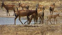 1206 Etoscha-NP-Kuhantilopen &ndash; &copy; Annette Weise (Eberhardt TRAVEL)