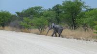 1215 Etoscha-NP-Elefant &ndash; &copy; Annette Weise (Eberhardt TRAVEL)