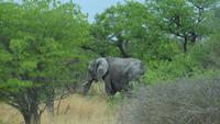 1219 Etoscha-NP-Elefant &ndash; &copy; Annette Weise (Eberhardt TRAVEL)
