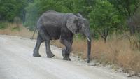 1229 Etoscha-NP-Elefant &ndash; &copy; Annette Weise (Eberhardt TRAVEL)