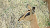 1236 Etoscha-NP-Impalla &ndash; &copy; Annette Weise (Eberhardt TRAVEL)